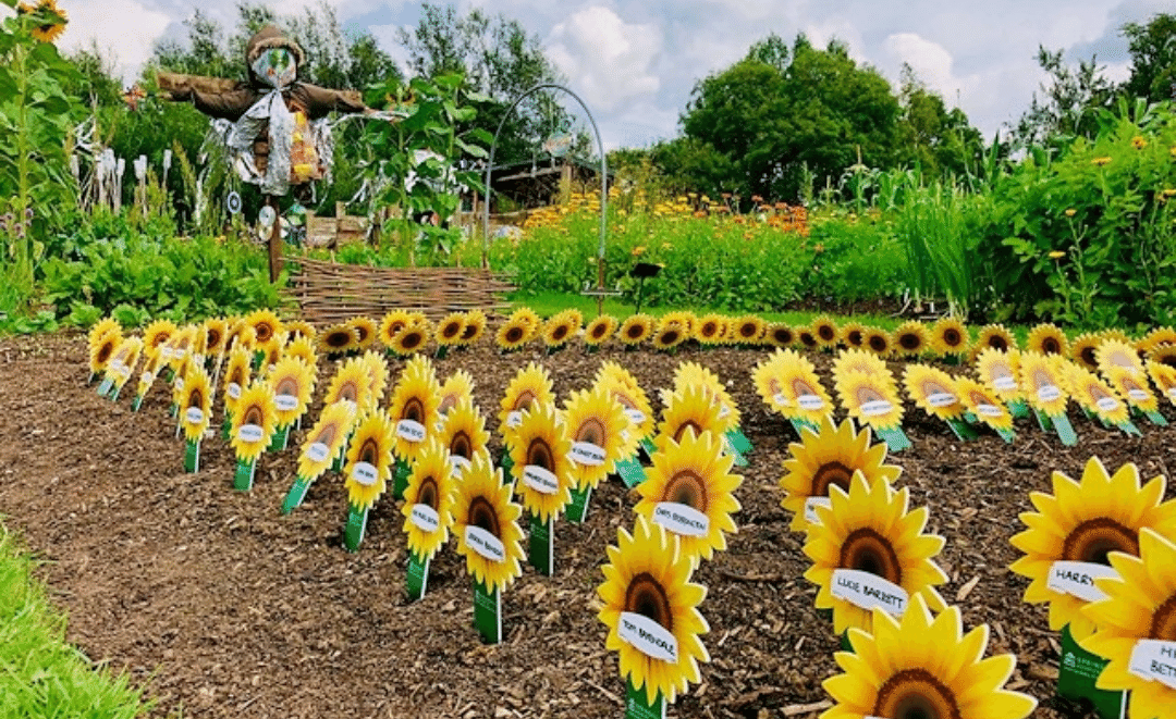 Dedicate a sunflower in memory of your loved one